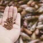فروش غذای ماهی دانه‌ای – فرمولاسیون حرفه‌ای، مناسب پرورش صنعتی