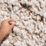 پنبه خام ممتاز – رقم شاهد، کشت گلخانه‌ای، خلوص بالا