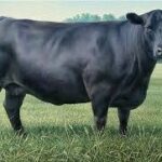 گاو پرواری گوشتی – وزن بالا، سلامت کامل، آماده بارگیری