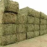 یونجه خشک ممتاز – چین اول، رقم شاهد، برداشت امسال