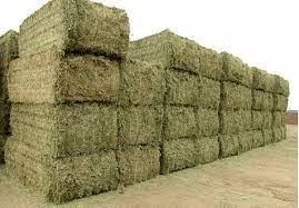 یونجه خشک ممتاز – چین اول، رقم شاهد، برداشت امسال