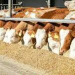 گاو پرواری گوشتی – وزن بالا، سلامت کامل، آماده بارگیری