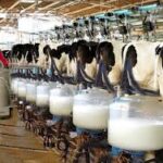 شیر خام گاوی ممتاز – تازه دوشیده، کیفیت آزمایشگاهی