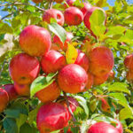 سیب تازه ممتاز – رقم شاهد، کشت گلخانه‌ای، برداشت امسال