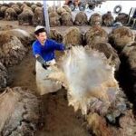 فروش پوست خام حیوانی شسته‌شده – درجه ممتاز، آماده دباغی