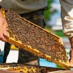 فروش عسل چندگل طبیعی فله – برداشت امسال، با گواهی کیفیت