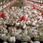 مرغ زنده گوشتی – وزن استاندارد، واکسینه و سالم