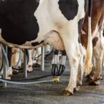 شیر خام گاوی ممتاز – تازه دوشیده، کیفیت آزمایشگاهی