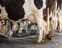 شیر خام گاوی ممتاز – تازه دوشیده، کیفیت آزمایشگاهی