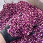 گل محمدی خشک ممتاز – رقم شاهد، کشت گلخانه‌ای، برداشت امسال