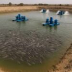 فروش ماهی پرورشی آب شیرین – استخر خاکی، تاییدیه دامپزشکی