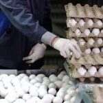 تخم مرغ خوراکی تازه – تولید روز، بسته‌بندی استاندارد