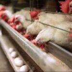 تخم مرغ خوراکی تازه – تولید روز، بسته‌بندی استاندارد