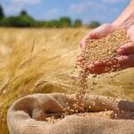 فروش بذر گندم ممتاز – رقم شاهد، قوه نامیه بالا، مناسب کشت گلخانه‌ای و مزرعه