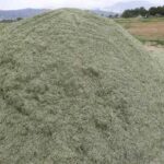 یونجه خشک ممتاز – چین اول، رقم شاهد، برداشت امسال