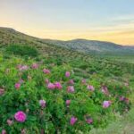 گل محمدی خشک ممتاز – رقم شاهد، کشت گلخانه‌ای، برداشت امسال