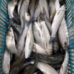 فروش ماهی پرورشی آب شیرین – استخر خاکی، تاییدیه دامپزشکی