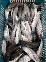 فروش ماهی پرورشی آب شیرین – استخر خاکی، تاییدیه دامپزشکی