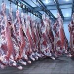 لاشه کامل گوشت گاو تازه – کشتار روز، گواهی دامپزشکی معتبر