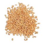 فروش بذر گندم ممتاز – رقم شاهد، قوه نامیه بالا، مناسب کشت گلخانه‌ای و مزرعه