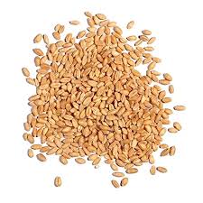 فروش بذر گندم ممتاز – رقم شاهد، قوه نامیه بالا، مناسب کشت گلخانه‌ای و مزرعه