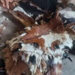 فروش پوست خام حیوانی شسته‌شده – درجه ممتاز، آماده دباغی