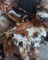 فروش پوست خام حیوانی شسته‌شده – درجه ممتاز، آماده دباغی