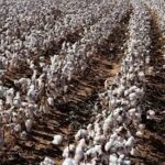 پنبه خام ممتاز – رقم شاهد، کشت گلخانه‌ای، خلوص بالا