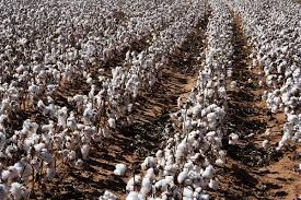 پنبه خام ممتاز – رقم شاهد، کشت گلخانه‌ای، خلوص بالا