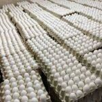 تخم مرغ خوراکی تازه – تولید روز، بسته‌بندی استاندارد